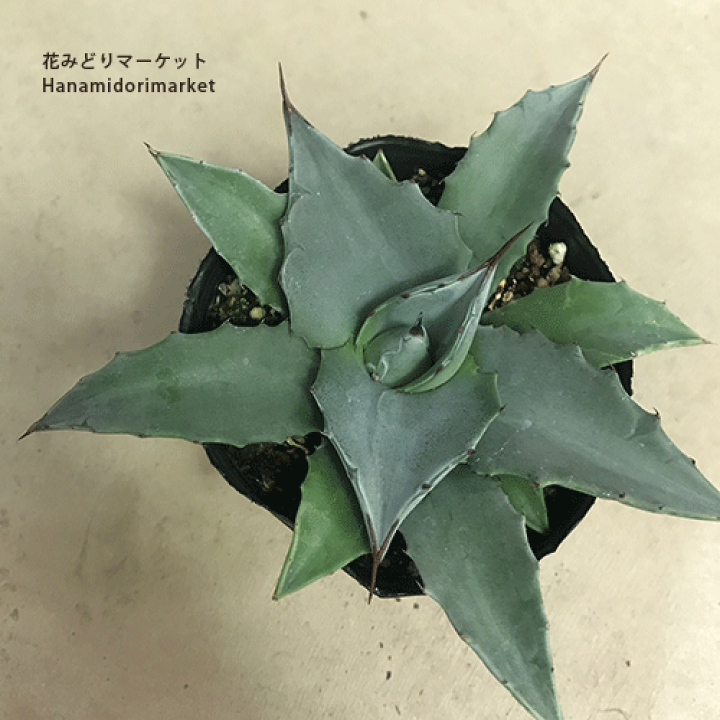 アガベ　実生　30種セット 人気　激レア　即完売　多肉　観葉植物　ドライガーデン アガベ 実生 30種セット 人気 激レア 即完売 多肉 観葉植物