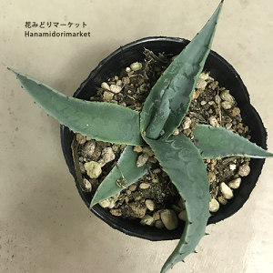 ドライガーデン 植物 多肉植物」の人気商品一覧 | 安い商品を