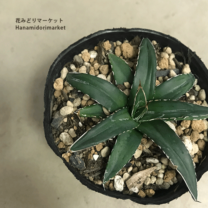 アガベ 笹の雪 ドライガーデン インテリアグリーン 観葉植物