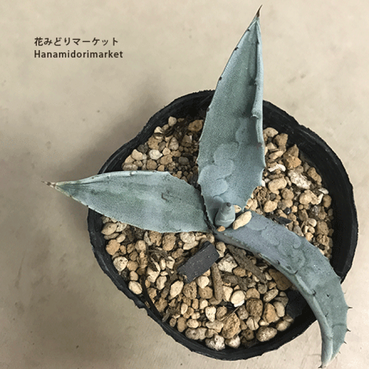 楽天市場】アガベ アスペリーマ 3~3.5号ポット多肉植物 ドライ 楽天市場】アガベ アスペリーマ 3~3.5号ポット多肉植物 ドライ