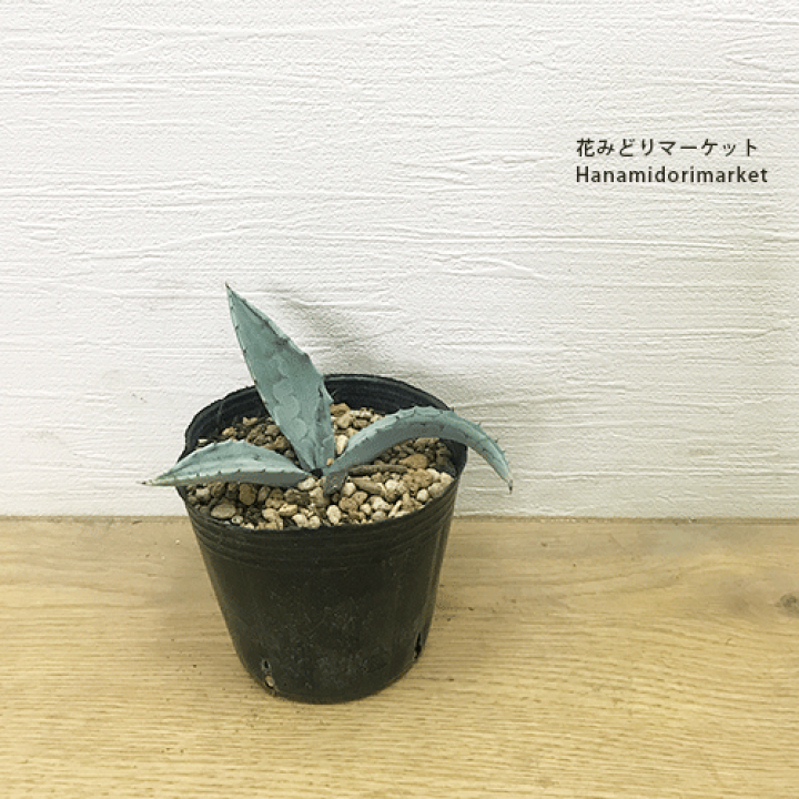 楽天市場】アガベ アスペリーマ 3～3.5号ポット多肉植物 ドライ