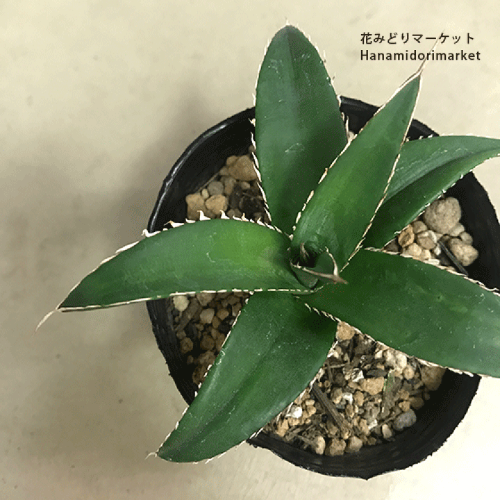 アガベ　実生　30種セット　人気　激レア　多肉　観葉植物　ドライガーデン　即完売 アガベ 実生 30種セット 人気 激レア 多肉 観葉植物 ドライ