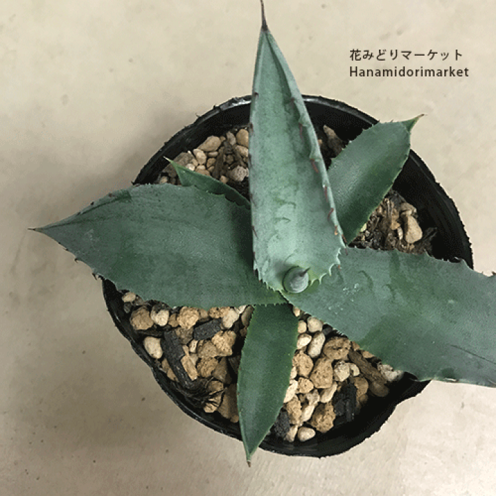 楽天市場】アガベ アズールモンテレイ 3号ポット実生苗多肉植物 ドライ