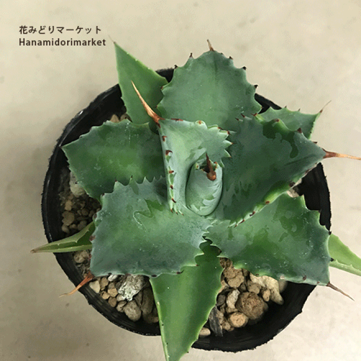 楽天市場】アガベ イシスメンシス3～3.5号ポット多肉植物 ドライ