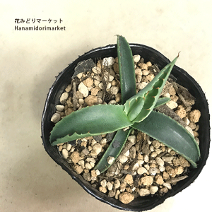 送料込み価格　ソテツ　蘇轍　ドライガーデン　　柱サボテン　うちわサボテン　アガベ 送料込み価格 ソテツ 蘇轍 ドライガーデン 柱サボテン うちわ