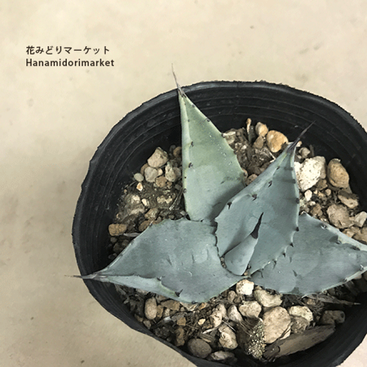 楽天市場】アガベ テマカプリエンシス 3～3.5号ポット 多肉植物 観葉