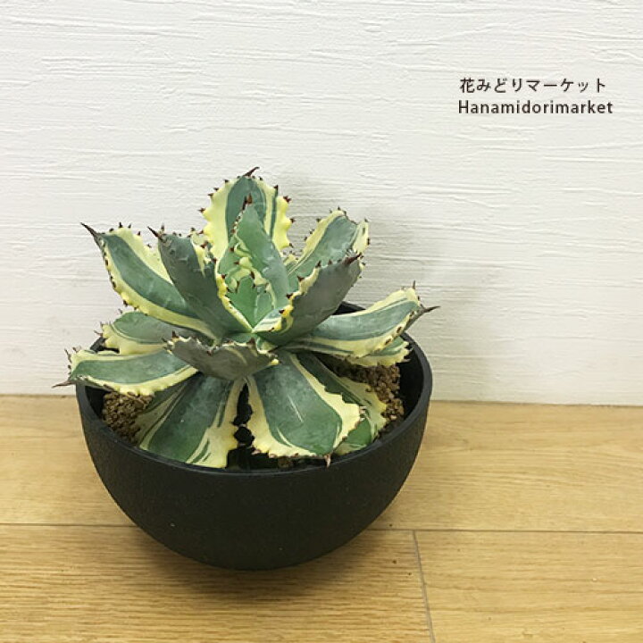 楽天市場】【送料無料】【同梱不可】アガベ イシスメンシス 兜蟹錦 