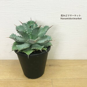 アガベ イシスメンシス  兜蟹(カブトガニ)5号ポット多肉植物 ドライガーデン 大型 耐寒性 インテリアグリーン ドライガーデン