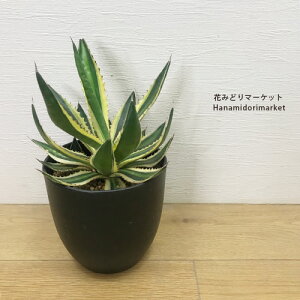 AKx P`xC6|bg(agave kerchovei variegated) AhCK[f `ϊ