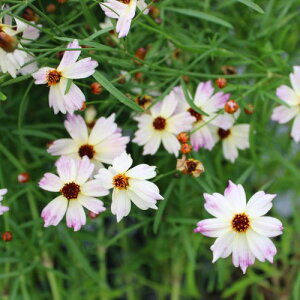 �y�P�i / 3�Z�b�g�z�R���I�v�V�X �u���[���Z�C�V���� �J�����I�� 3���|�b�g�c �h�����@�C���O���b�V���K�[�f���@�ϊ���