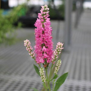 yPi / 3ZbgzxjJ ouKLh 3|bgcCObVK[f ԕc N h i`K[f