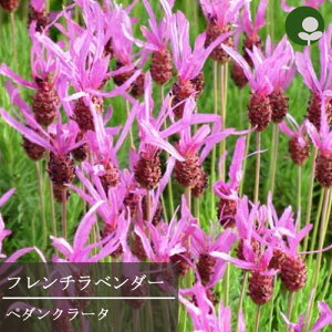 ���x���_�[ �t�����`�n �X�g�G�J�X �y�_���N���[�^ 3���|�b�g�c �t�����`���x���_�[ �y�^���N���[�^�[�ԕc �n�[�u�c �n�[�u ���N�� ���� �񂹐A�� �Ϗ��� �ϊ��� ���� �h���� �C���O���b�V