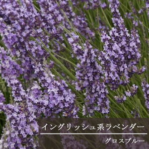 x_[ CObVn OXu[ 3|bgcCObVK[f n[uc  ϊ Ϗ u[K[f ԕc N h i`K[f