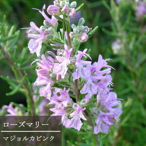 yPi / 3Zbgz[Y}[ }WJsN 3|bgcsN[Y}[ CObVK[f  Ԗ  h n[uc ԕc  sN i`K[f