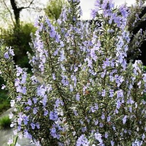 [Y}[ VVOn[Xg 3|bgcCObVK[f  Ԗ  h n[uc ԕc N VbVOn[Xg