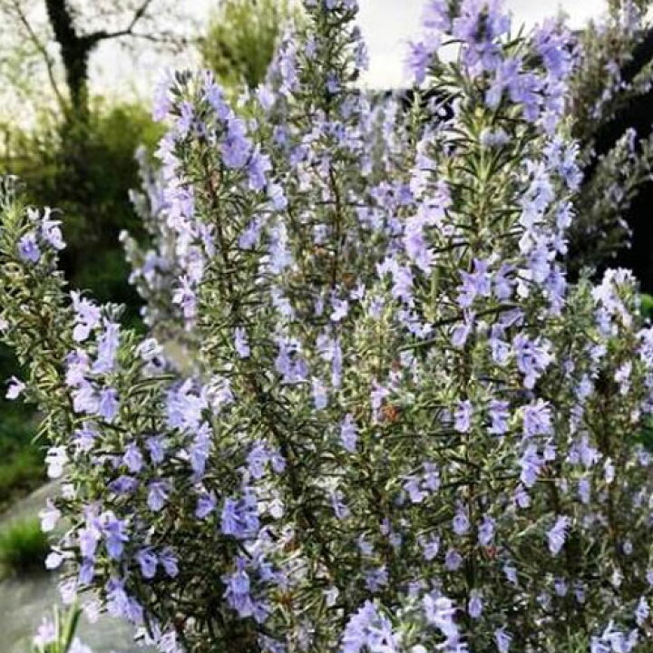 楽天市場 ローズマリー シシングハースト 3号ポット苗イングリッシュガーデン 香り 花木 庭木 宿根草 ハーブ苗 花苗 多年草 花みどりマーケット 楽天市場店