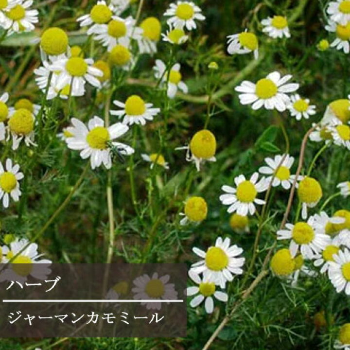 楽天市場 カモミール ジャーマンカモミール 3号ポット苗リンゴの香り ハーブ苗 花苗 香り ハーブ 花みどりマーケット 楽天市場店