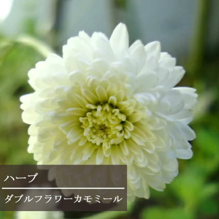 楽天市場 カモミール ダブルフラワー カモミール 3 3 5号ポット苗ハーブ苗 香り 宿根草 花苗 多年草 ハーブ 花みどりマーケット 楽天市場店
