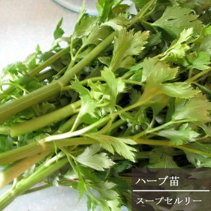 楽天市場 スープセロリ スープセルリー 3号ポット苗ハーブ苗 野菜苗 家庭菜園 ベランダ菜園 耐寒性 花みどりマーケット 楽天市場店