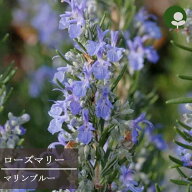 【単品 / 3個セット】ローズマリー マリンブルー 3～3.5号ポット苗ハーブ苗 花苗 多年草 イングリッシュ…