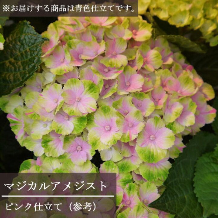 アジサイ マジカルレッドアメジスト 5号鉢 あじさい 紫陽花 鉢植えアジサイ 21人気no 1の あじさい