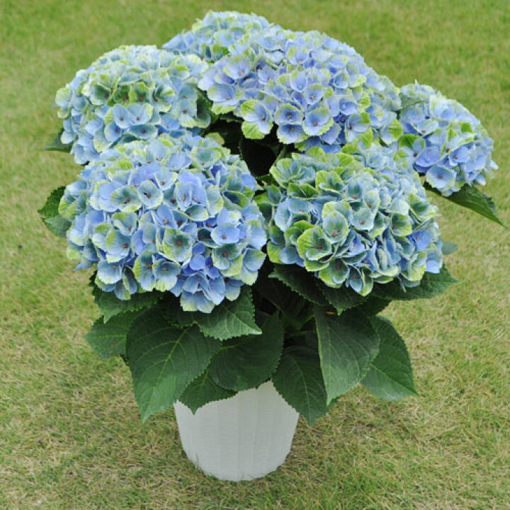 アジサイ マジカルレッドアメジスト 5号鉢 あじさい 紫陽花 鉢植えアジサイ とっておきし福袋 あじさい