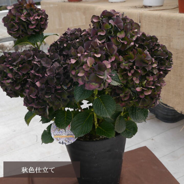 楽天市場 アジサイ マジカル ルビーレッド 3 5号ポット苗 ハイドランジア あじさい 紫陽花 花みどりマーケット 楽天市場店 楽天市場 アジサイ マジカル ルビーレッド 3 5号ポット苗 ハイドランジア あじさい 紫陽花 花みどりマーケット 楽天市場店