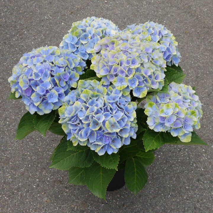 楽天市場 アジサイ マジカル レボリューション 3 5号ポット苗 ハイドランジア あじさい 紫陽花 花みどりマーケット 楽天市場店 楽天市場 アジサイ マジカル レボリューション 3 5号ポット苗 ハイドランジア あじさい 紫陽花 花みどりマーケット 楽天市場店