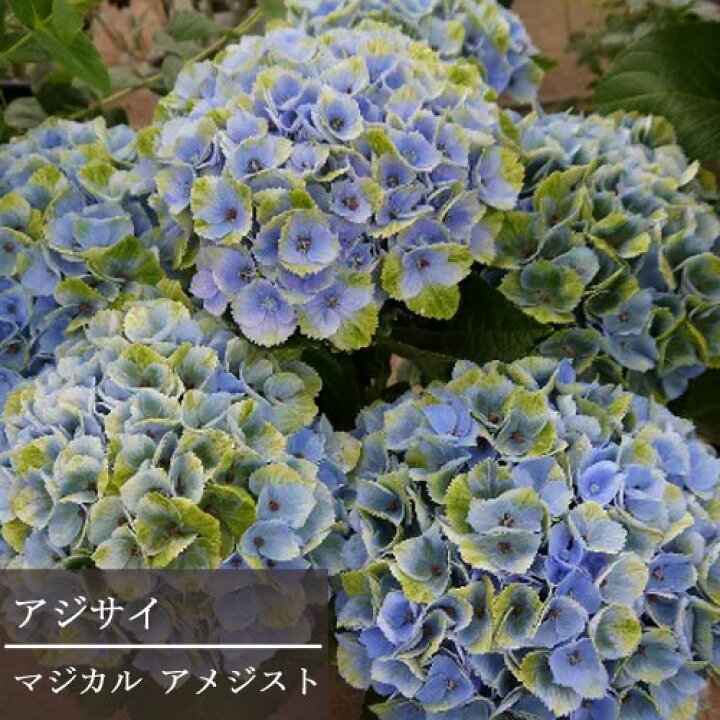 アジサイ マジカルレッドアメジスト 5号鉢 あじさい 紫陽花 鉢植えアジサイ 21人気no 1の あじさい