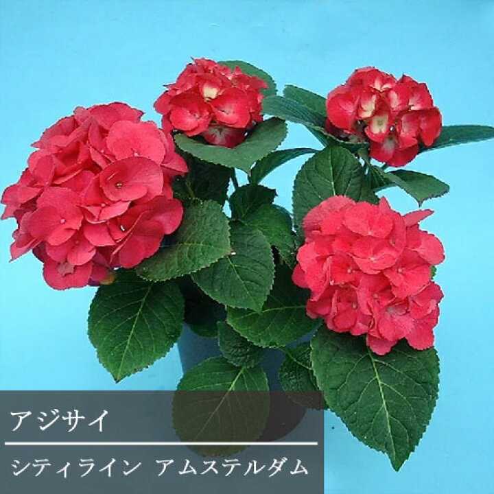 楽天市場 アジサイ シティライン アムステルダム 3 5号ポット苗 ハイドランジア あじさい 紫陽花 花みどりマーケット 楽天市場店