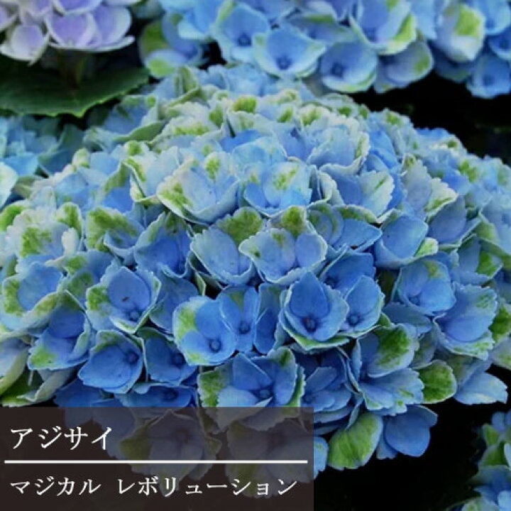 楽天市場 アジサイ マジカル レボリューション 3 5号ポット苗 ハイドランジア あじさい 紫陽花 花みどりマーケット 楽天市場店