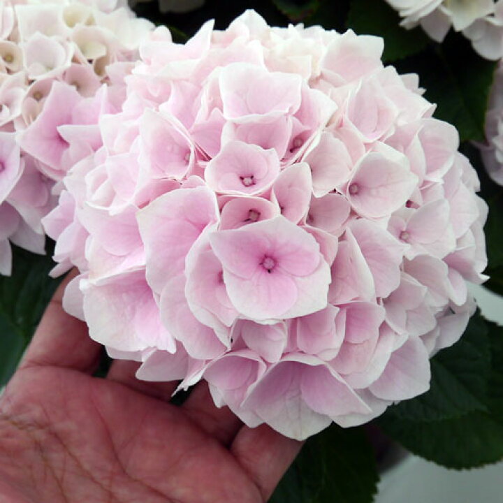 楽天市場 アジサイ コットンキャンディ 3 5号ポット苗 ハイドランジア あじさい 紫陽花 花みどりマーケット 楽天市場店 楽天市場 アジサイ コットンキャンディ 3 5号ポット苗 ハイドランジア あじさい 紫陽花 花みどりマーケット 楽天市場店