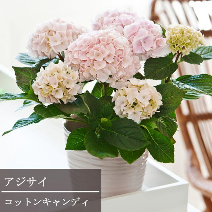 楽天市場 アジサイ コットンキャンディ 3 5号ポット苗 ハイドランジア あじさい 紫陽花 花みどりマーケット 楽天市場店 楽天市場 アジサイ コットンキャンディ 3 5号ポット苗 ハイドランジア あじさい 紫陽花 花みどりマーケット 楽天市場店