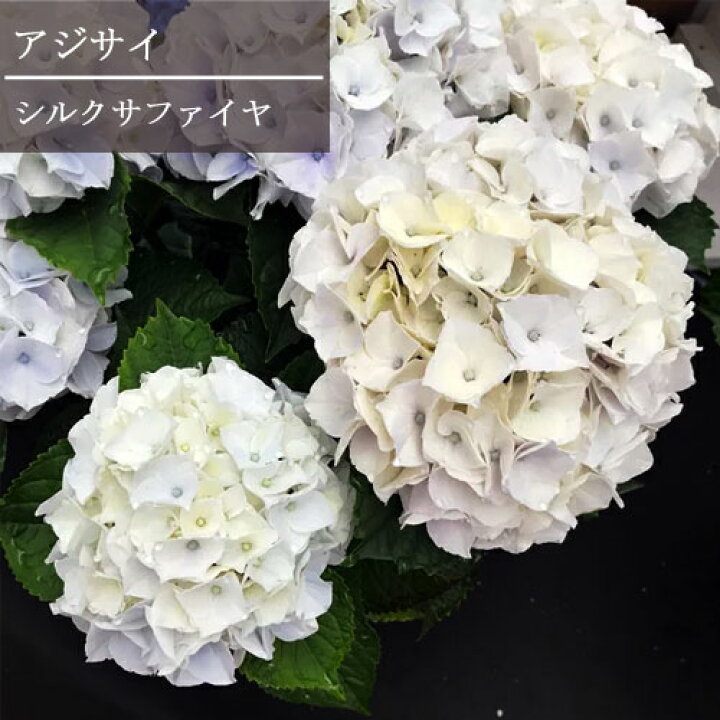 楽天市場 アジサイ ハイドランジア シルクサファイヤ 3 5号ポット苗 ハイドランジア あじさい 紫陽花 花みどりマーケット 楽天市場店
