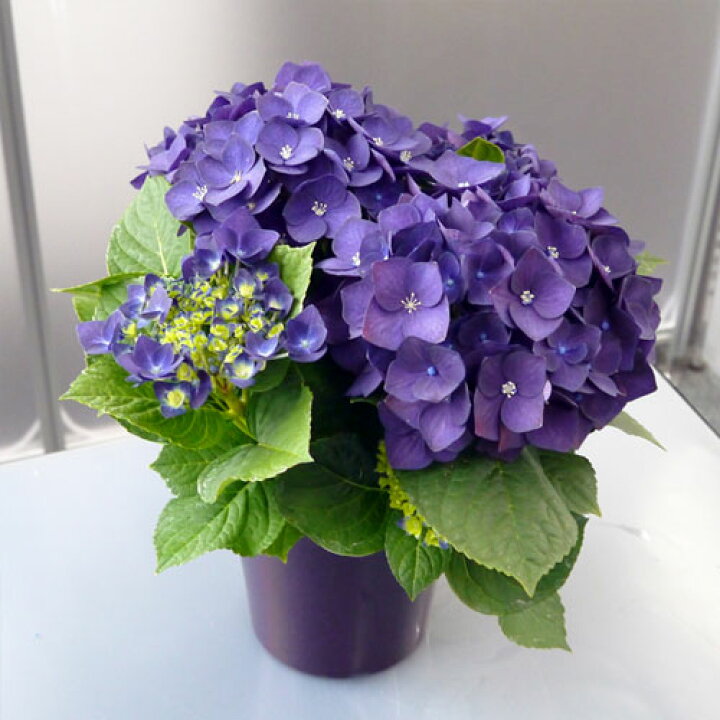 楽天市場 アジサイ ディープパープル 3 5号ポット苗 ハイドランジア あじさい 紫陽花 花みどりマーケット 楽天市場店