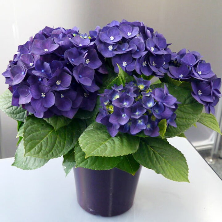 楽天市場 アジサイ ディープパープル 3 5号ポット苗 ハイドランジア あじさい 紫陽花 花みどりマーケット 楽天市場店