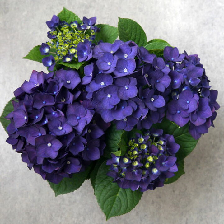 楽天市場 アジサイ ディープパープル 3 5号ポット苗 ハイドランジア あじさい 紫陽花 花みどりマーケット 楽天市場店