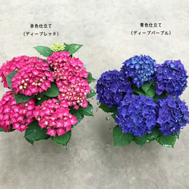 楽天市場 アジサイ ディープパープル 3 5号ポット苗 ハイドランジア あじさい 紫陽花 花みどりマーケット 楽天市場店