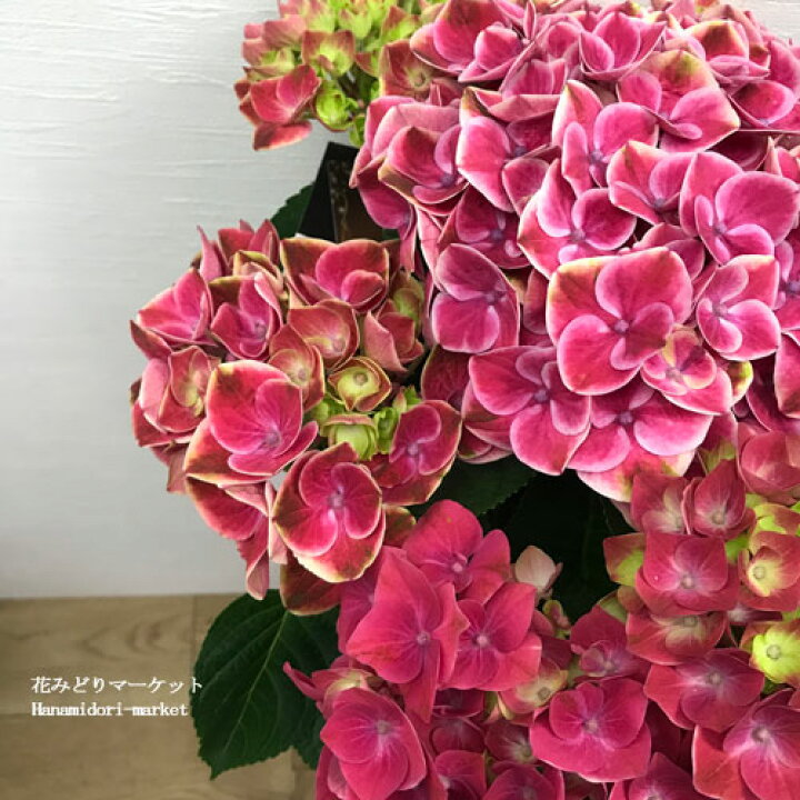 楽天市場 アジサイ ハイドランジア ストロングハート 5号ポット苗 あじさい 紫陽花 鉢花 花苗 ピンク 花みどりマーケット 楽天市場店