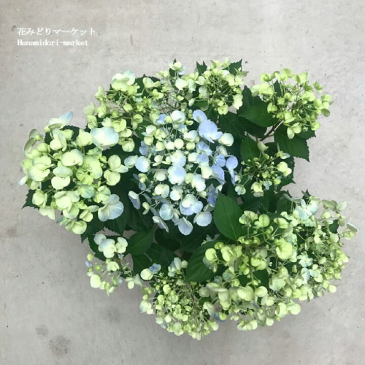 アジサイ 苗 1株 Pvp出願中 Pw あじさい アジサイの木 アジサイの苗木 クリスタルヴェール ラグランジアr 庭木 植木 紫陽花 花木苗 苗木 人気激安 苗木