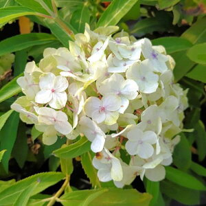 yPi / 3ZbgzAWTC nChWA@AXyĂ܂炫 3.5|bgc AWTC  nChWA