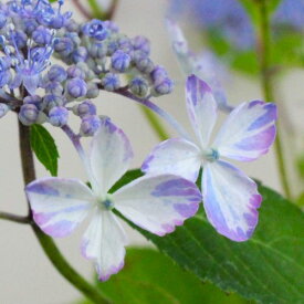 ヤマアジサイ井内錦（イウチニシキ）3号ポット苗花苗 あじさい 庭木 シュラブ 日陰 シェード