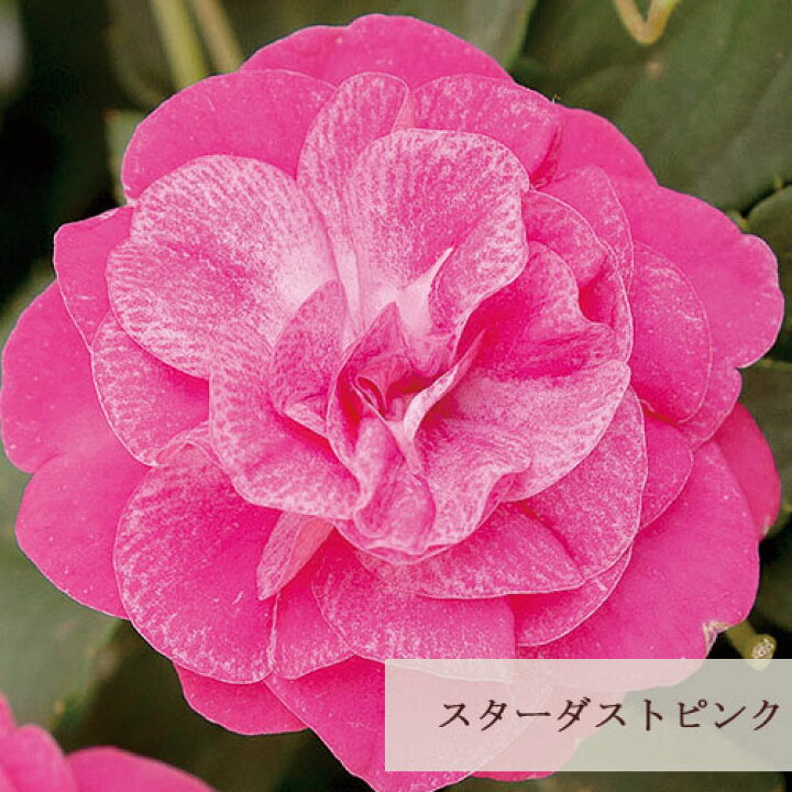 花と緑 国華園花苗 ダブルインパチェンス フィエスタtm アップルブロッサムpvp 2株 最大61 Offクーポン 花と緑 国華園花苗 ダブルインパチェンス フィエスタtm アップルブロッサムpvp 2株 最大61 Offクーポン