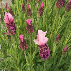 ���x���_�[ �t�����`�n �o���Z���i���[�Y 3���|�b�g�c �t�����`���x���_�[ �X�g�G�J�X�ԕc �n�[�u�c ���N�� ���� �񂹐A�� �Ϗ��� �ϊ��� ���� �h���� �C���O���b�V���K�[�f��