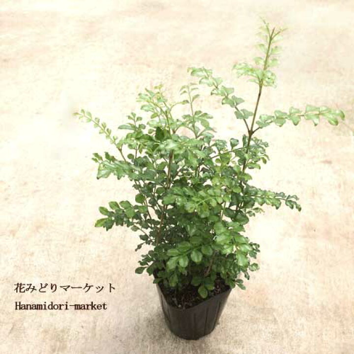 楽天市場 2個セット シマトネリコ 3号ポット苗 計2ポット寄せ植え シンボルツリー 観葉植物 インテリアグリーン 観葉植物 庭木 花みどりマーケット 楽天市場店 楽天市場 2個セット シマトネリコ 3号ポット苗 計2ポット寄せ植え シンボルツリー 観葉植物 インテリアグリーン 観葉植物 庭木 花みどりマーケット 楽天市場店