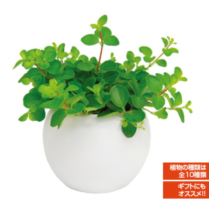 楽天市場 アクアテラポット ラウンド 10 5タイプ 観葉植物全10種 シュガーバイン ペペロミア アイビー ワイヤープランツ プミラ ピレアインテリアグリーン 観葉植物 ローメンテナンス 簡単 おしゃれ 手軽 底面吸水 花みどりマーケット 楽天市場店