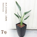 観葉植物ストレリチアレギネ７号鉢インテリアグリーンインドアプランツ