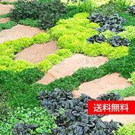 【送料無料】【12個セット】グランドカバー プランツ 計12ポット品種おまかせセット宿根草 耐寒性 耐暑性…