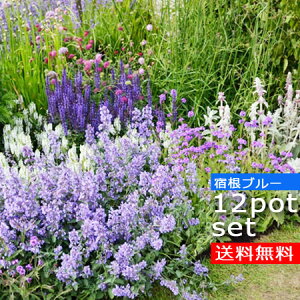 苗 イングリッシュガーデンの人気商品 通販 価格比較 価格 Com