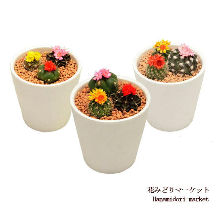 楽天市場 花咲きミニサボテン 多肉植物寄せ植え 2 5号ポット インテリアグリーン 花みどりマーケット 楽天市場店